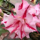 2 Seeds Adenium Pink Petals Dark Red Stripe Long Beard Flower