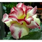 2 Seeds Adenium Dard Red-White-Bright Yellow Double Flowers 3-Layer