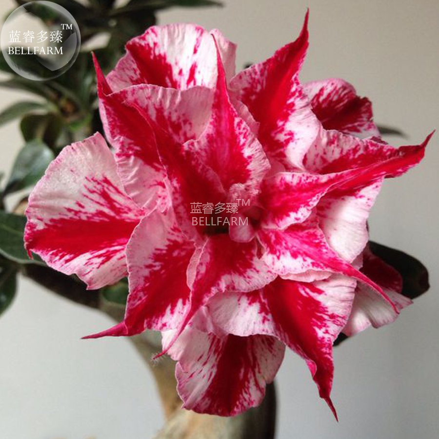 2 Seeds Adenium Dark Red Petals White Edge Short Beard Perennial Flower 6-layer