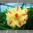 2 Seeds Yellow Face' Yellow Desert Rose with Red Stripe Flower