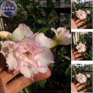 2 Seeds Rare 'shy pink girl' Adenium Desert Rose