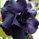 2 Seeds Rare Adenium Desert Rose with Black Petals with a Hint of Purple, 4-Layer