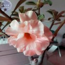 2 Seeds Adenium Light Orangish Pink Flower 3-layer desert rose