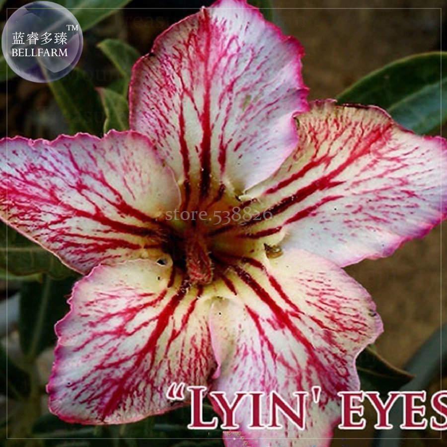 2 Seeds Lyin eyes' Colorful Adenium Desert Rose