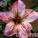 2 Seeds Lyin eyes' Colorful Adenium Desert Rose