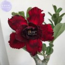 2 Seeds Adenium Blackish Dark Red Desert Rose Flower 5-layer