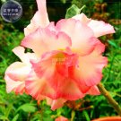 2 Seeds Orange Light Rose Pink Adenium Desert Rose Flower 5-layer