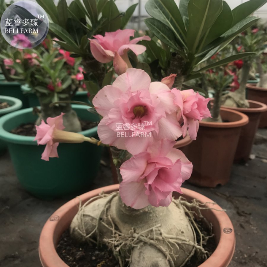 2 Seeds Light Pink Adenium Desert Rose 4-layer