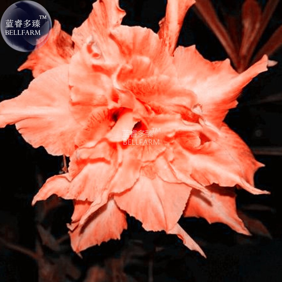 2 Seeds Adenium Fully Orange Petals Long Flower Tail 12-layer