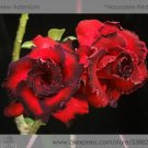 2 Seeds Rosy Adenium Obesum Hassadee Red Desert Rose Flowers