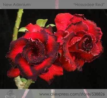 2 Seeds Rosy Adenium Obesum Hassadee Red Desert Rose Flowers