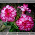 2 Seeds Rosy Adenium Obesum Triple Amazing Desert Rose Flowers