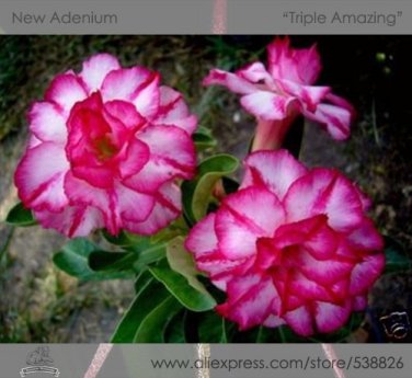 2 Seeds Rosy Adenium Obesum Triple Amazing Desert Rose Flowers