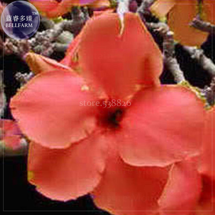 2 Seeds Rare 'Cheng liu' Orange Big-headed Adenium Desert Rose