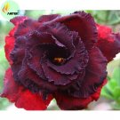 2 Seeds Immortality' Dark Red Adenium Obesum Desert Rose Seeds dark Red