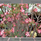2 Seeds Somalense' Adenium White Pink Desert Rose