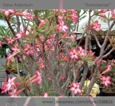 2 Seeds Somalense' Adenium White Pink Desert Rose