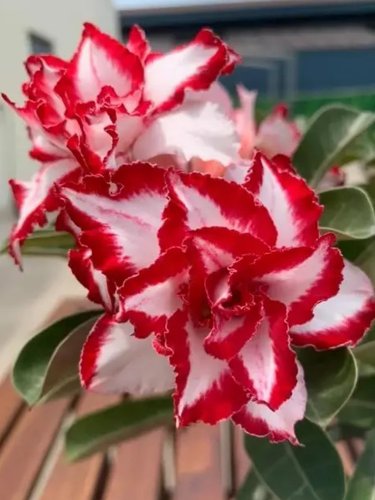 2 Seeds Rare Adenium , Desert Rose with Windmill-shaped Petals 4-Layer