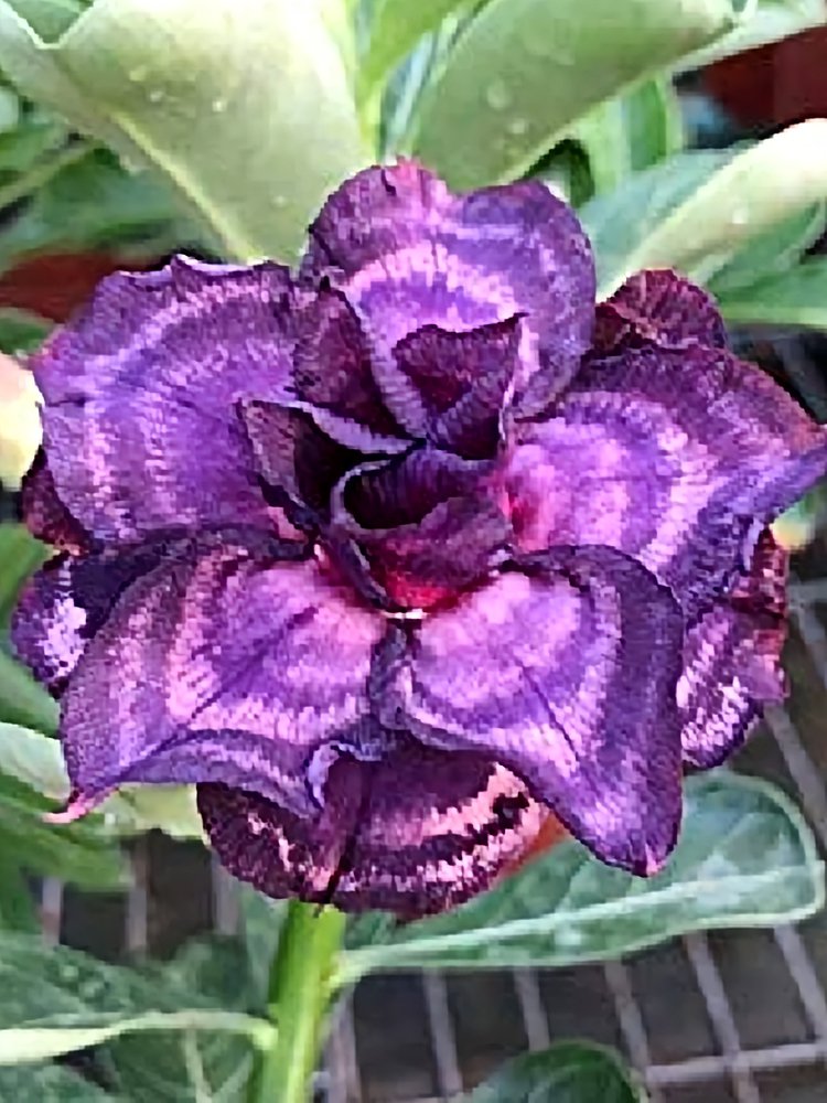 2 Seeds Adenium Seeds, Desert Rose with Blackish Purple and Light Purple Double Petals