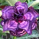2 Seeds Adenium Seeds, Desert Rose with Blackish Purple and Light Purple Double Petals