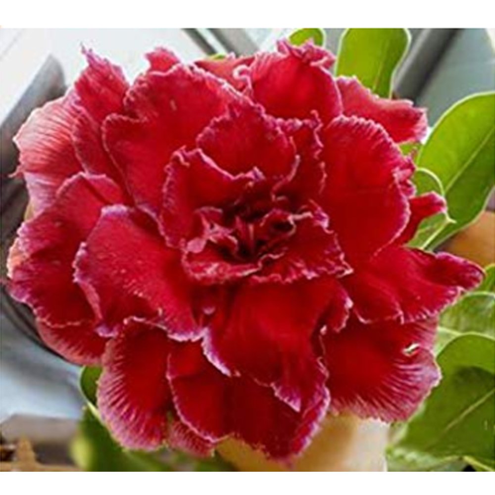 2 Seeds Adenium Dark Red Petals with Thin Whitish Pink Edge Flower 8-Layers