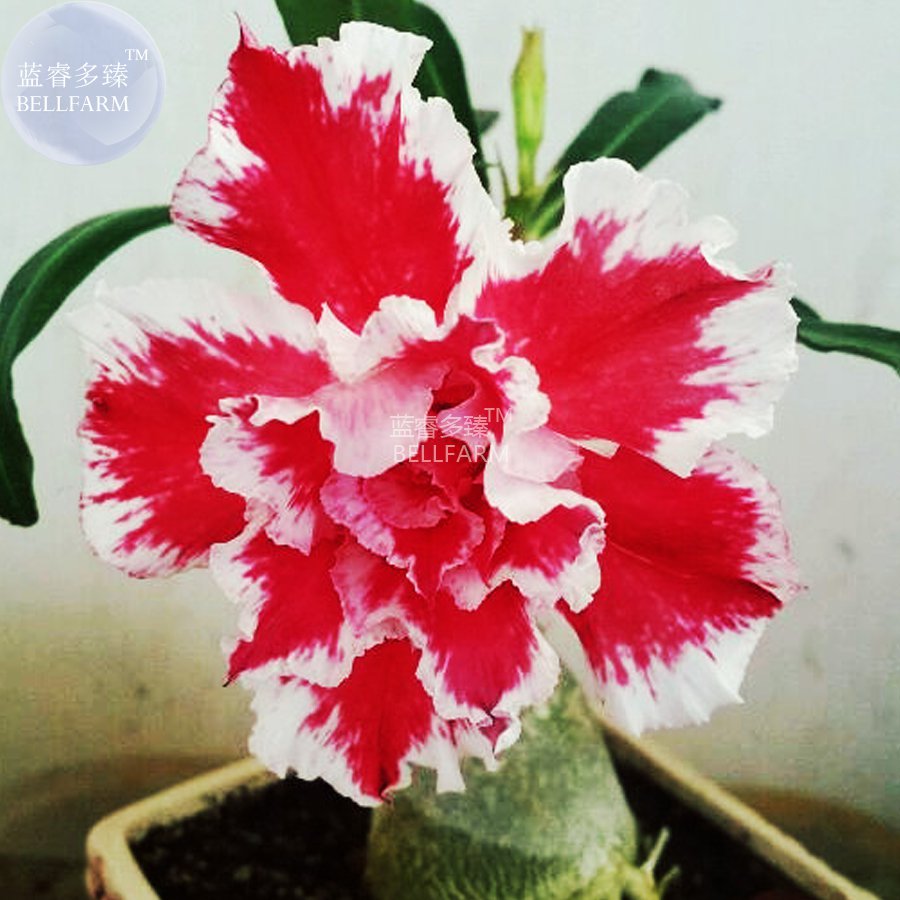 2 Seeds Adenium Red White Plicated Flower 3 layer