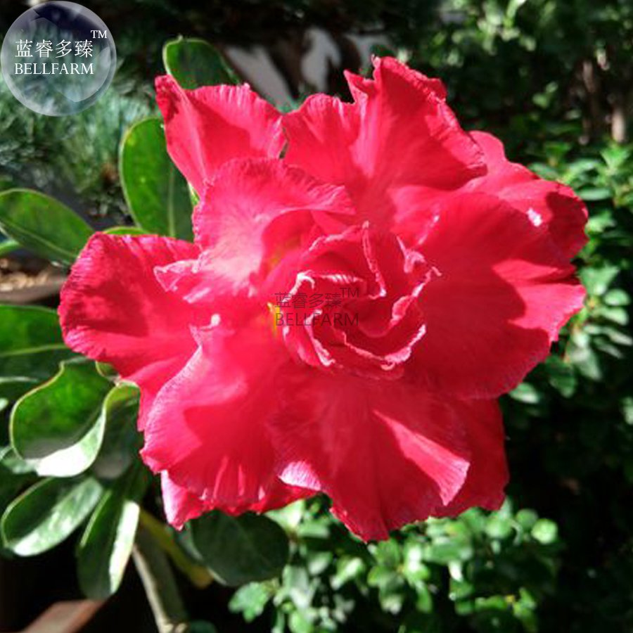 2 Seeds Bright Red Adenium Desert Rose Flower 10-layer
