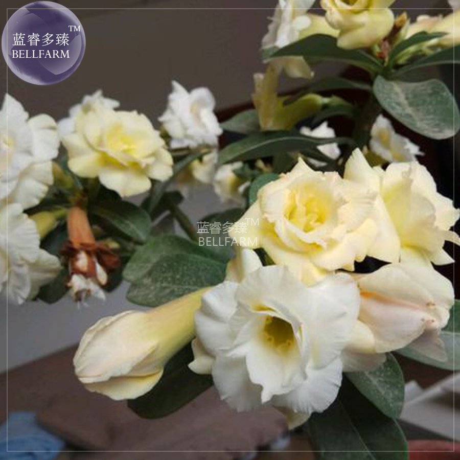 2 Seeds Adenium White Yellow Bonsai Tree Flower 4-layer
