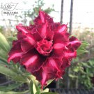 2 Seeds 'Ji Yu' Adenium Desert Rose 6-layer dark red petals with pink stripe