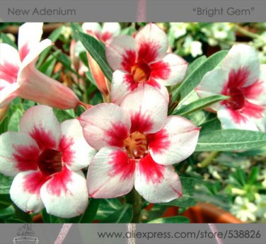 2 Seeds Bright Gem' Adenium Obesum White Red Herat Desert Rose