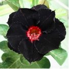 2 Seeds Desert Rose Rare Adenium Obesum Black Flowers