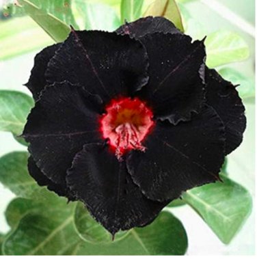 2 Seeds Desert Rose Rare Adenium Obesum Black Flowers
