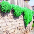 100 Creeping Thyme Rock CRESS Seeds Perennial Flower Ground Cover