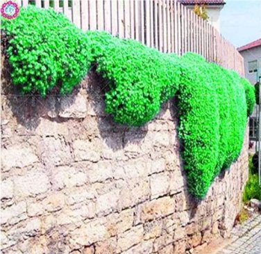 100 Creeping Thyme Rock CRESS Seeds Perennial Flower Ground Cover