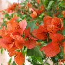 200 Bougainvillea Potted Flower Seeds ORANGE