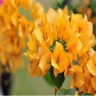 20 Bougainvillea Potted Flower Seeds YELLOW