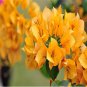 20 Bougainvillea Potted Flower Seeds YELLOW