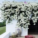 20 Bougainvillea Potted Flower Seeds WHITE