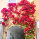 100 Bougainvillea Balcony Potted,Yard Seed Flower Plant immensely Showy