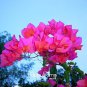 100 Bougainvillea Balcony Potted,Yard Seed Flower Plant immensely Showy