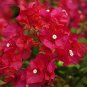 100 Bougainvillea Balcony Potted,Yard Seed Flower Plant immensely Showy