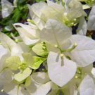 100 Brazil Bougainvillea Seed Beautiful Climbing Flower perennail Flowering