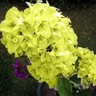 100 Bougainvillea Seed Colorful Bougainvillea Spectabilis Willd Plant green