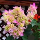100 Bougainvillea Colorful Bougainvillea Flower Seeds