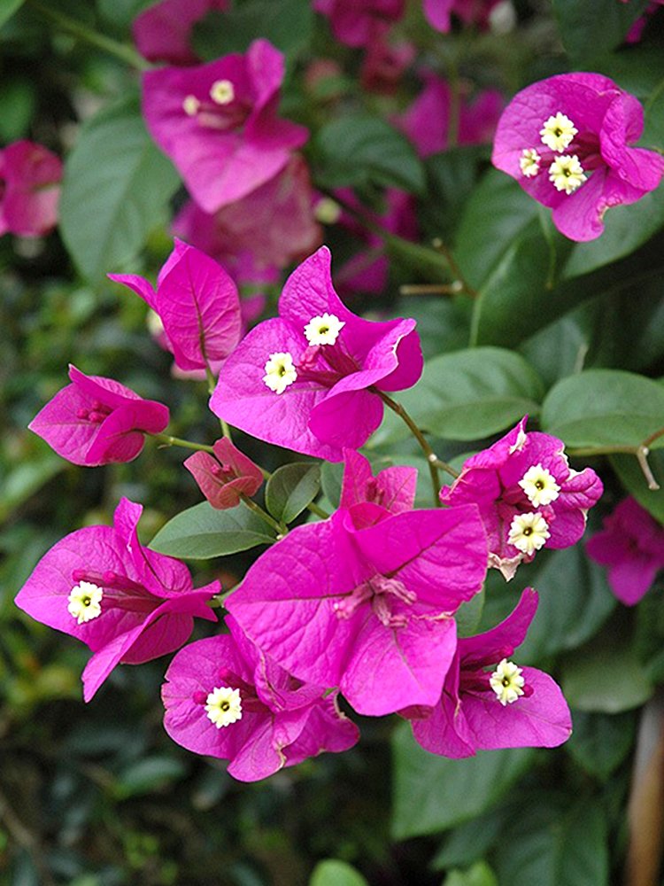100 Brazil Bougainvillea Seed purple