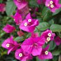 100 Brazil Bougainvillea Seed purple