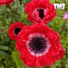 50 Govina Red Anemone Seeds