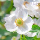 50 Govina white Anemone Seeds