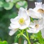 50 Govina white Anemone Seeds