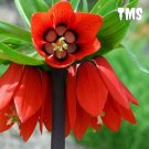 30 Crown Imperial Seed Wang Fritillaria Seed
